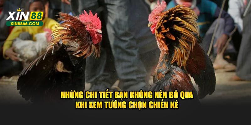 Những chi tiết bạn không nên bỏ qua khi xem tướng chọn chiến kê