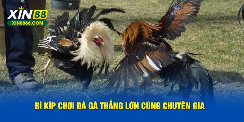 Bí kíp chơi đá gà thắng lớn cùng chuyên gia