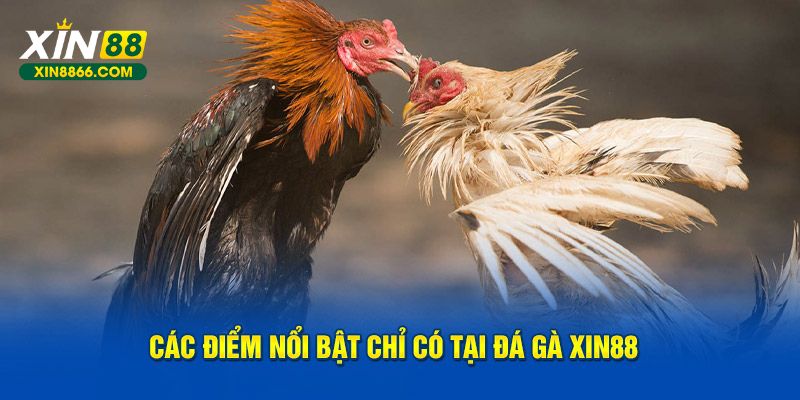 Các điểm nổi bật chỉ có tại đá gà Xin88