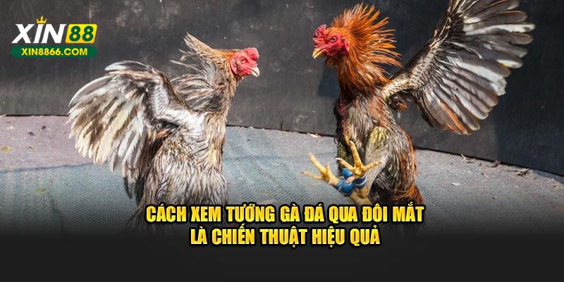 Cách xem tướng gà đá qua đôi mắt là chiến thuật hiệu quả