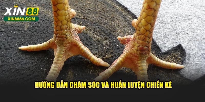Hướng dẫn cách thức chăm sóc và huấn luyện chiến kê