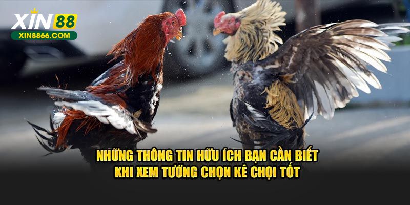 Những thông tin hữu ích bạn cần biết khi xem tướng chọn kê chọi tốt