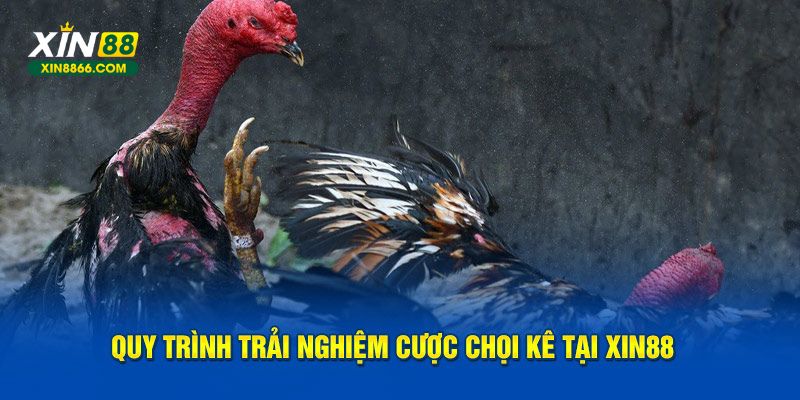 Quy trình trải nghiệm cược chọi kê tại Xin88