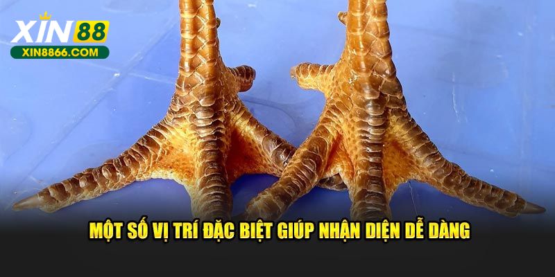 Một số vị trí đặc biệt giúp nhận diện dễ dàng