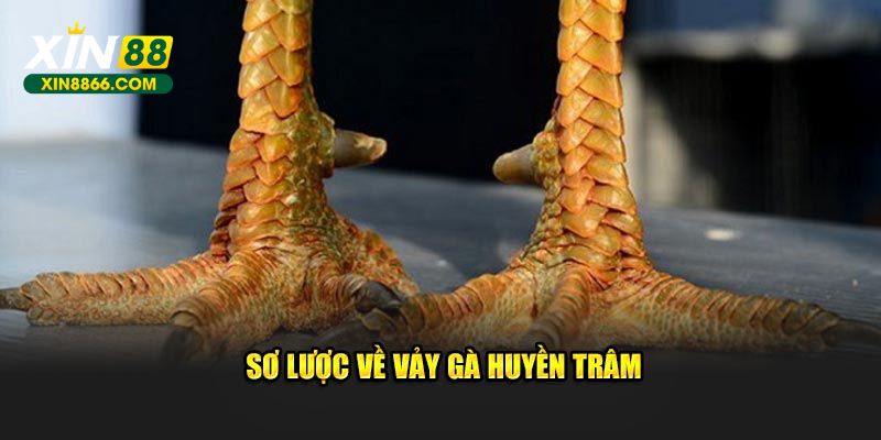 Sơ lược về vảy gà huyền trâm